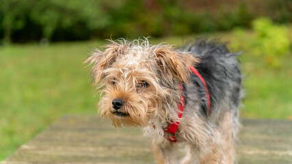 Young male Yorkshire terrier portrait