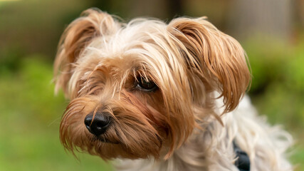 Portrait young Yorkshire terrier female