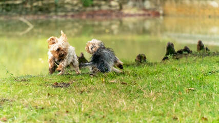 Fighting game between two adorable little Yorkshire Terrier dogs