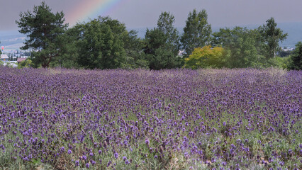 Fototapeta na wymiar Lavender flowers in Japan. Lavender flowers blooming which have purple color and good fragrant for relaxing in summer season. Blooming Lavender at Furano North side of Hokkaido Japan.