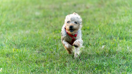Small Yorkshire Terrier dog running across the lawn towards the viewer
