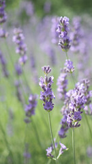 Lavender flowers in Japan. Lavender flowers blooming which have purple color and good fragrant for relaxing in summer season. Blooming Lavender at Furano North side of Hokkaido Japan.