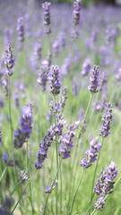 Obraz premium Lavender flowers in Japan. Lavender flowers blooming which have purple color and good fragrant for relaxing in summer season. Blooming Lavender at Furano North side of Hokkaido Japan.