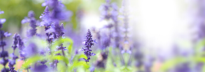 Lavender flowers in Japan. Lavender flowers blooming which have purple color and good fragrant for relaxing in summer season. Blooming Lavender at Furano North side of Hokkaido Japan.