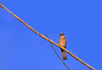 
Young-of-the-year jay on a branch ... against a blue and bright sky
