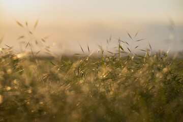 grass in the wind