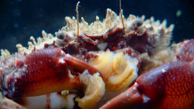 Bristly crab or hairy crab (Pilumnus hirtellus),  close-up of a crab on the seabed, Black Sea.
