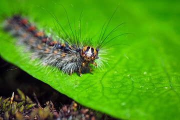 Raupe des Schwammspinners ( Lymantria dispar ).