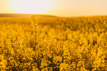 Obraz premium Rapeseed field with yellow flowers and sunset tones.