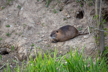 Coypu in front of is hole on a river banks