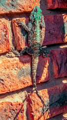A colorful Agama Lizard clinging to a brick wall