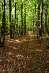 Obraz premium A picturesque path in the forest thicket. Summer landscape.