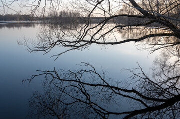 bare tree leaning over the river in early spring in the rays of the rising sun. The reflection of a tree in the water. Beautiful spring landscape against the blue sky