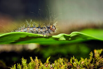 Raupe des Schwammspinners ( Lymantria dispar ).