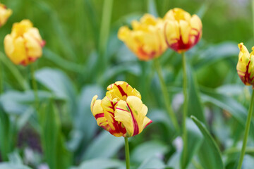 Bright flowers of tulips on a tulip field on a sunny morning