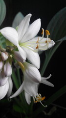 white hosta flower close up