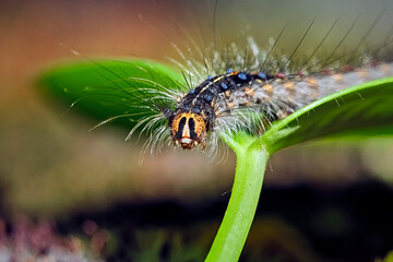 Raupe des Schwammspinners ( Lymantria dispar ).