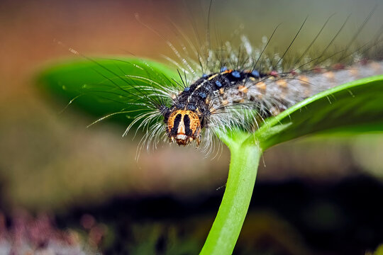 Raupe des Schwammspinners ( Lymantria dispar ).