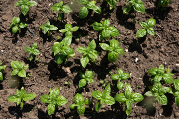 Fresh basil on a dark background. Green basil. Green basil on a dark background. Food background. A lot of basil