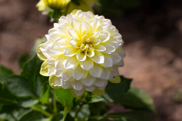 The garden flowers have bloomed. A beautiful flower in the sunlight.