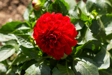 The garden flowers have bloomed. A beautiful flower in the sunlight.