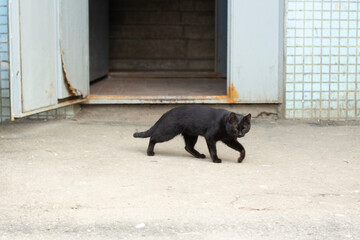 Black cat on the street. The cat was left without a home.