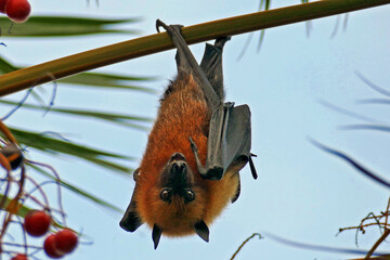 Fruit bat hanging in a palm tree