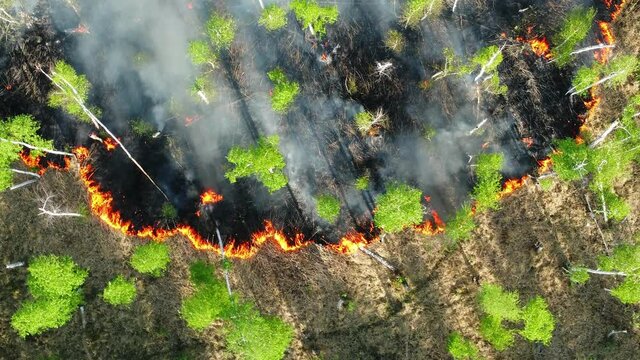wildfire aerial view. uncontrolled wild fire in forest area. wildfire smoke caisung air pollution. nature, environment, ecology, earth. global climate change concept.