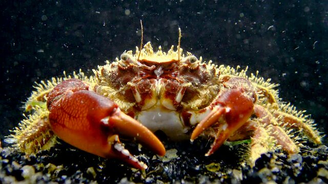 Bristly crab or hairy crab (Pilumnus hirtellus),  close-up of a crab on the seabed, Black Sea.