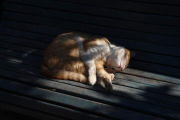 cute cat sleeping on the bench