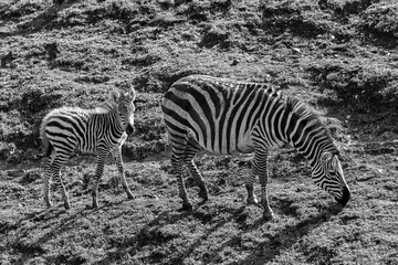 Fototapeta na wymiar Zebra and calf 