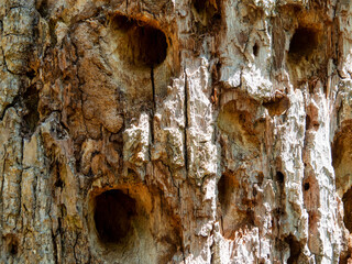 The texture of a dry and dead tree trunk eaten by wood beetles parasites. The bark of a tree with...