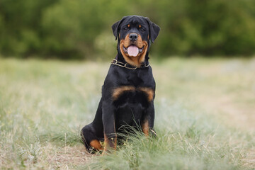 dog puppy rottweiler in nature