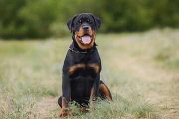 dog puppy rottweiler in nature