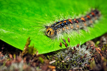 Raupe des Schwammspinners ( Lymantria dispar ).