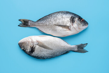 Dorado fish raw, top view isolated on a blue background.