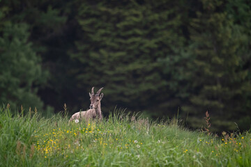Obraz na płótnie Canvas A young ibex looks around as he walks in the tall grass of a mountain meadow
