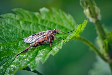 Gemeine Schnepfenfliege ( Rhagio scolopaceus ).