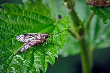 Gemeine Schnepfenfliege ( Rhagio scolopaceus ).