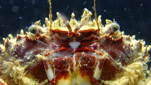 Bristly crab or hairy crab (Pilumnus hirtellus),  close-up of a crab on the seabed, Black Sea.