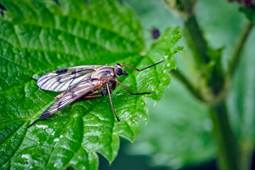 Gemeine Schnepfenfliege ( Rhagio scolopaceus ).