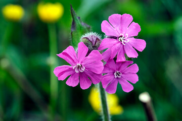 Rote Lichtnelke ( Silene dioica ).