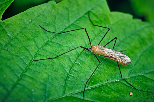 Stelzm&uuml;cke ( Limoniidae sp. ).