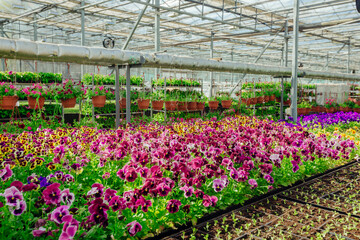 Fototapeta na wymiar Blooming multi-colored pansies grown in modern greenhouse, selective focus