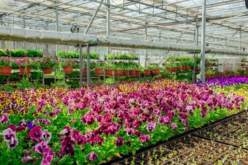 Fotobehang Blooming multi-colored pansies grown in modern greenhouse, selective focus © Mulderphoto