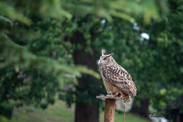 Owl sitting on post