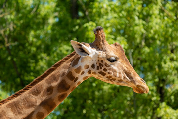 Close-up of a giraffe