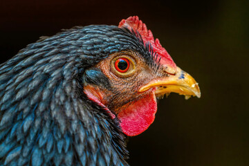 portrait of a chicken


