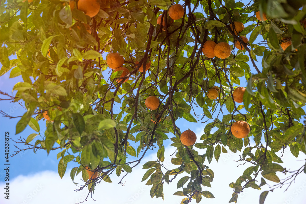 Wall mural Ripe tangerines in a summer mediterranean garden	