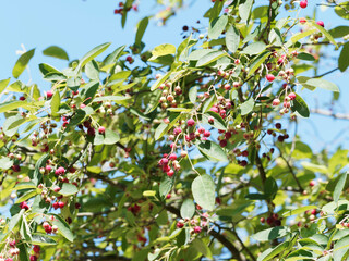 Arbuste ornemental et fruitier l'amélanchier à feuilles ovales portant des baies comestibles rouges immatures devenant noir bleuté et comestible